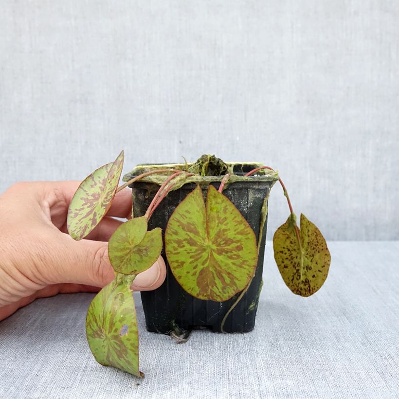 Ejemplar de Nenúfar Marian Strawn - Nymphaea Maceta 1,5L/2L entregado en verano