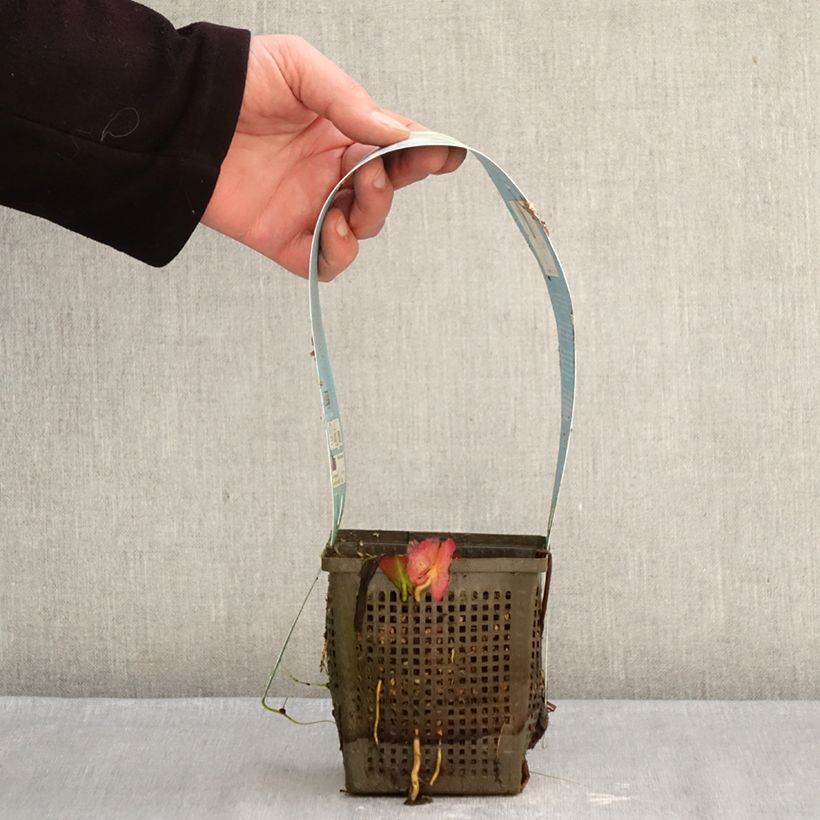 Nenúfar Marliacea Albida - Nymphaea Maceta 1L/1,5L Ejemplar entregado en invierno