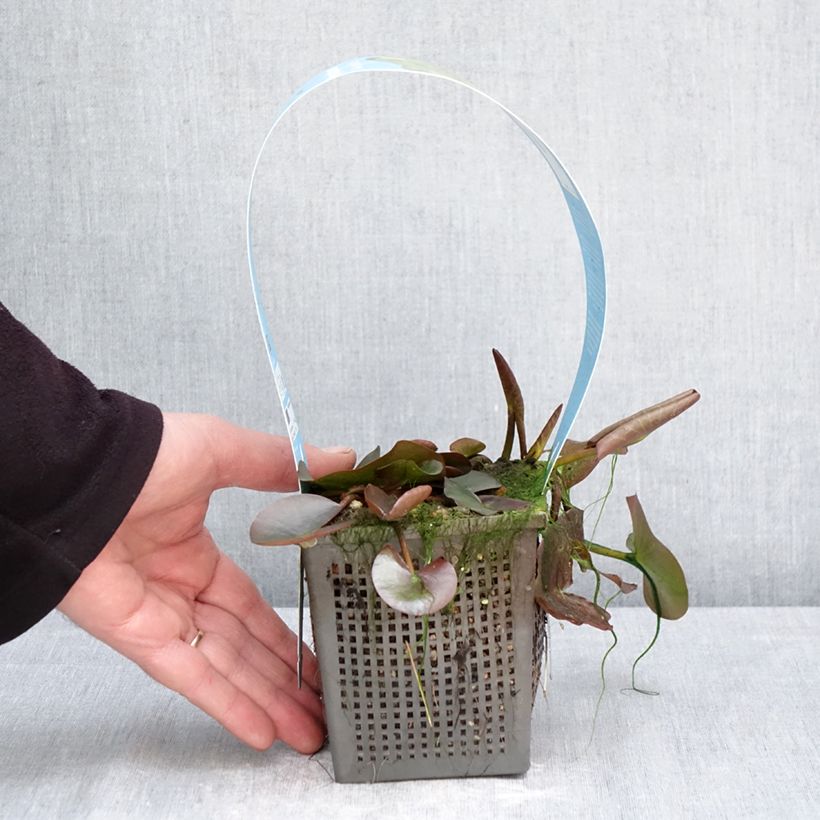 Nenúfar Marliacea Albida - Nymphaea Maceta 1L/1,5L Ejemplar entregado en la primavera