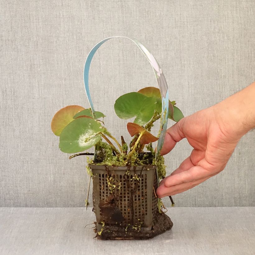 Ejemplar de Nenúfar Marliacea Carnea - Nymphaea Maceta 1L/1,5L entregado en otoño