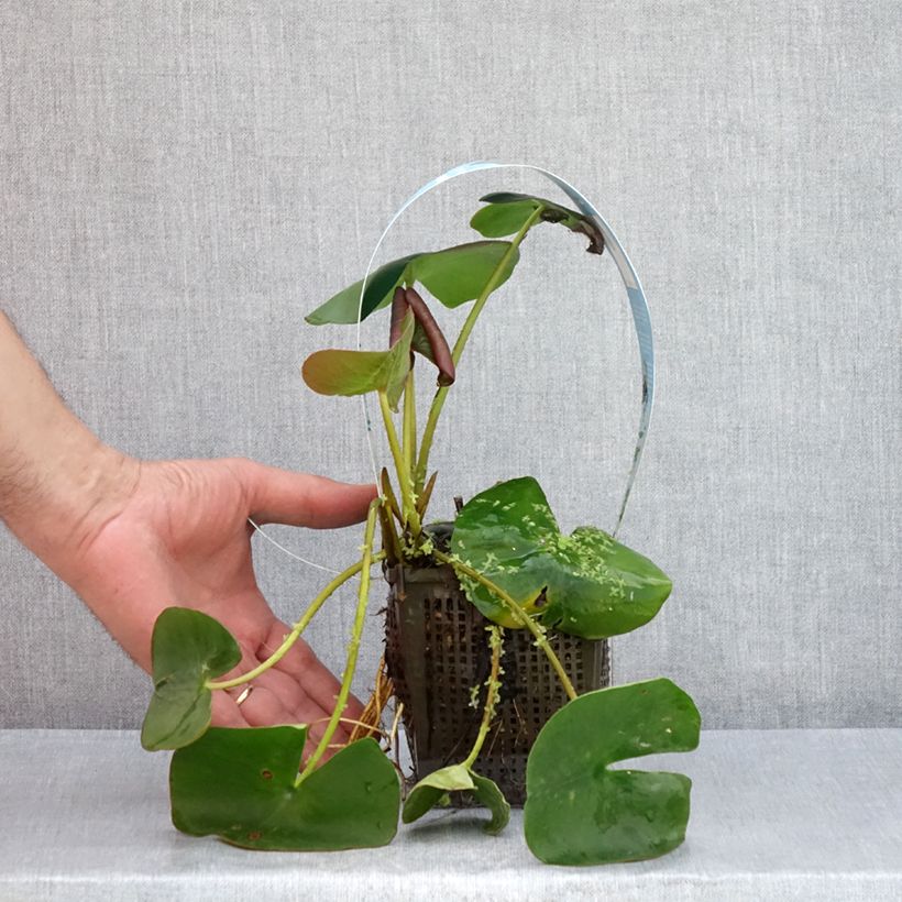 Ejemplar de Nenúfar Marliacea Carnea - Nymphaea Maceta 1L/1,5L entregado en verano