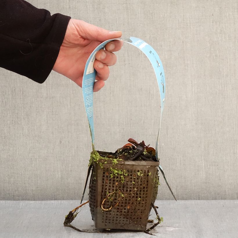 Nenúfar Marliacea Carnea - Nymphaea Maceta 1L/1,5L Ejemplar entregado en invierno