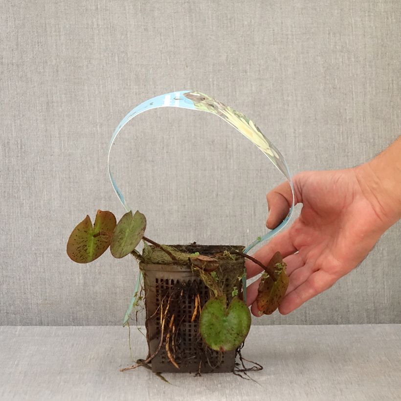 Ejemplar de Nenúfar Marliacea Chromatella - Nymphaea Maceta 1L/1,5L entregado en otoño
