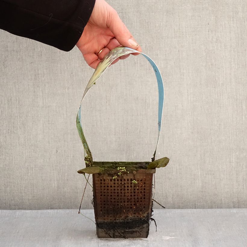 Nenúfar Marliacea Chromatella - Nymphaea Maceta 1L/1,5L Ejemplar entregado en invierno