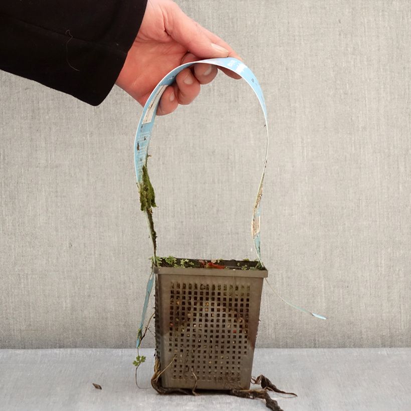 Nenúfar Marliacea Rubra Punctata - Nymphaea Maceta 1L/1,5L Ejemplar entregado en invierno