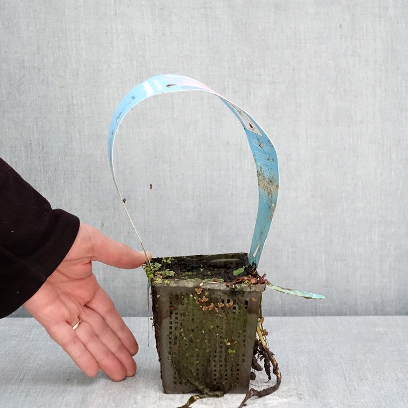 Nenúfar Marliacea Rubra Punctata - Nymphaea Maceta 1L/1,5L Ejemplar entregado en la primavera