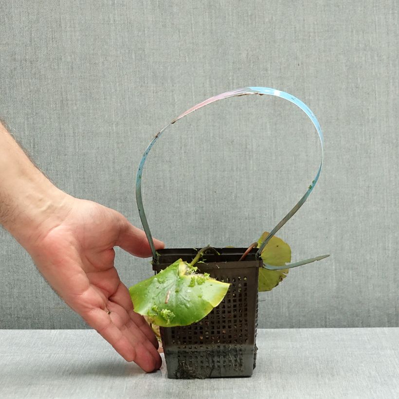 Ejemplar de Nenúfar Mayla - Nymphaea Maceta 1L/1,5L entregado en otoño