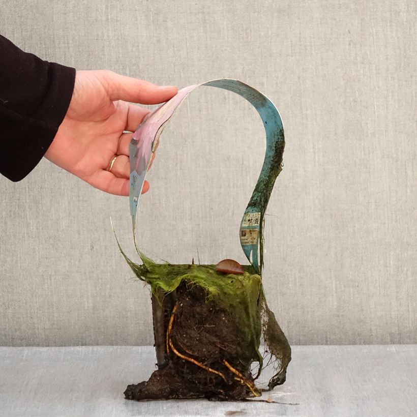 Nenúfar Mayla - Nymphaea Maceta 1L/1,5L Ejemplar entregado en invierno