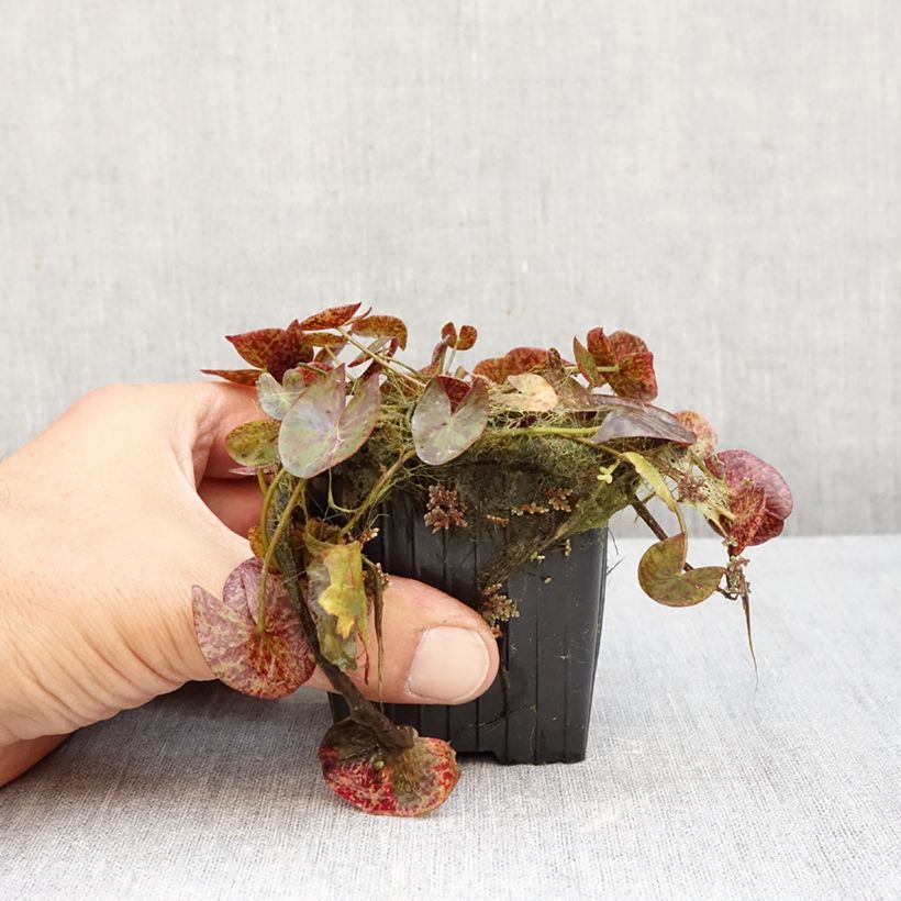 Ejemplar de Nenúfar Miami Rose - Nymphaea Maceta 1,5L/2L entregado en otoño