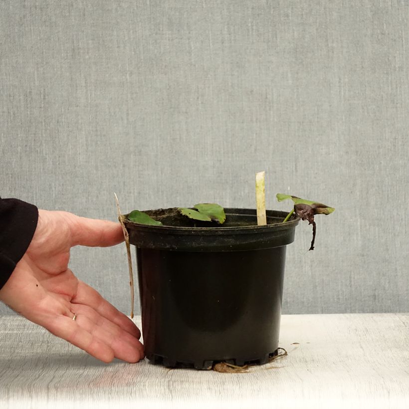 Ejemplar de Nenúfar Moorei - Nymphaea Maceta 1,5L/2L entregado en otoño