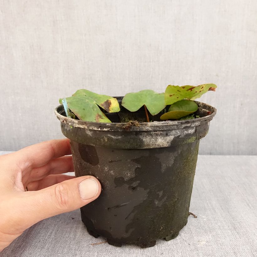 Ejemplar de Nenúfar Newton - Nymphaea Maceta 1,5L/2L entregado en otoño