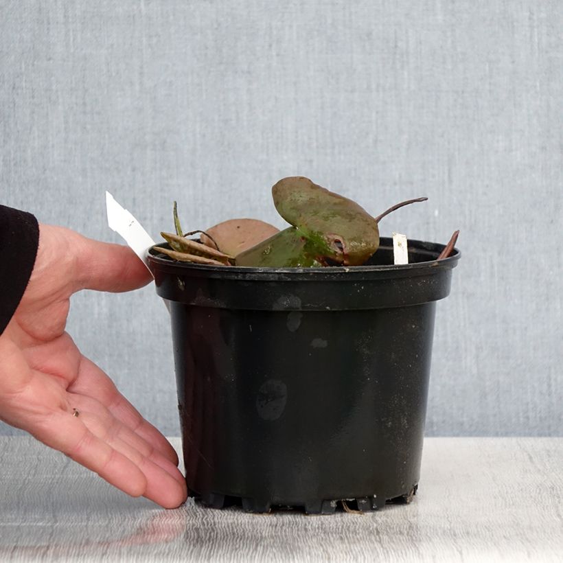 Nenúfar Odorata Suavissima - Nymphaea Maceta 1,5L/2L Ejemplar entregado en la primavera