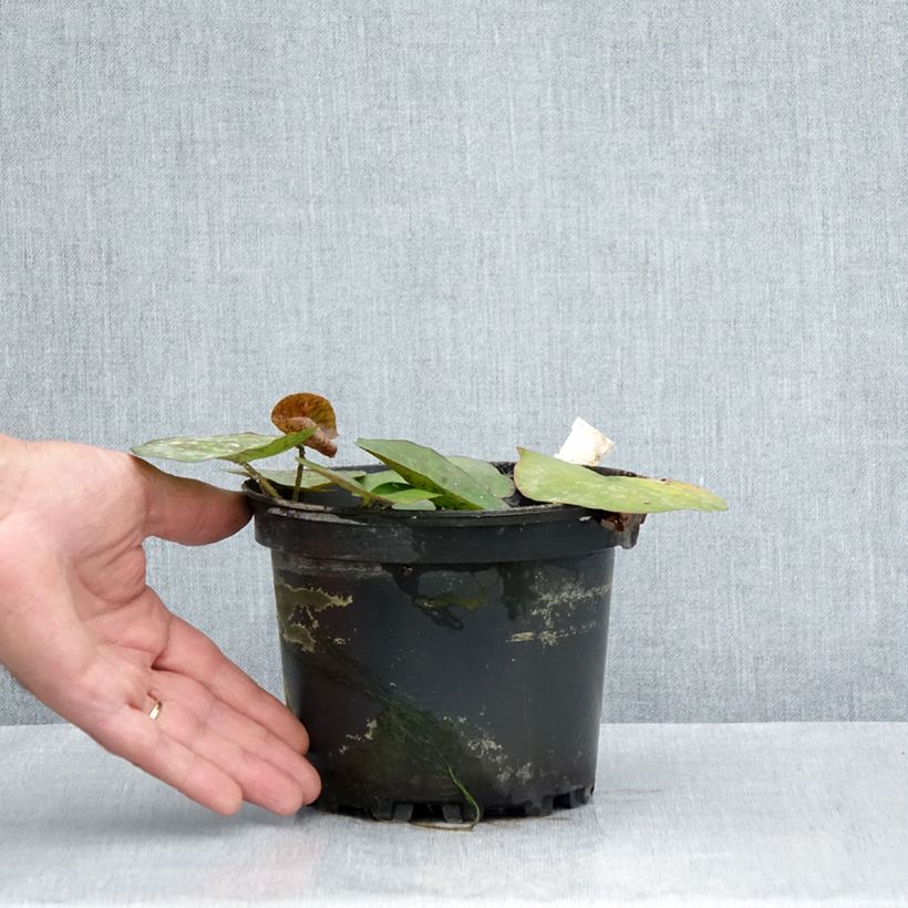 Ejemplar de Nenúfar Odorata Sulphurea Grandiflora - Nymphaea Maceta 1,5L/2L entregado en verano