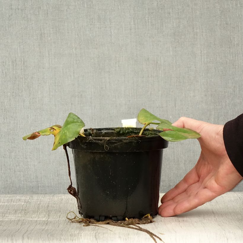 Ejemplar de Nenúfar Odorata Sulphurea Grandiflora - Nymphaea Maceta 1,5L/2L entregado en otoño