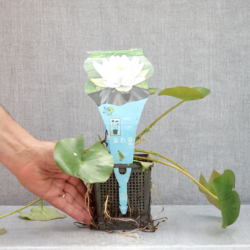 Ejemplar de Nenúfar Perry's Double White - Nymphaea Maceta 1L/1,5L entregado en verano