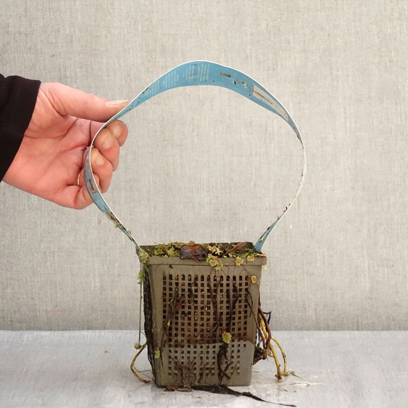 Nenúfar Perry's Double White - Nymphaea Maceta 1L/1,5L Ejemplar entregado en invierno