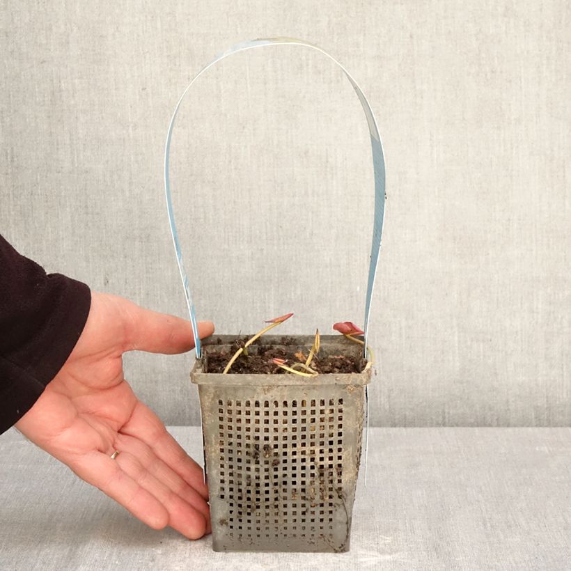 Nenúfar Perry's Double White - Nymphaea Maceta 1L/1,5L Ejemplar entregado en la primavera