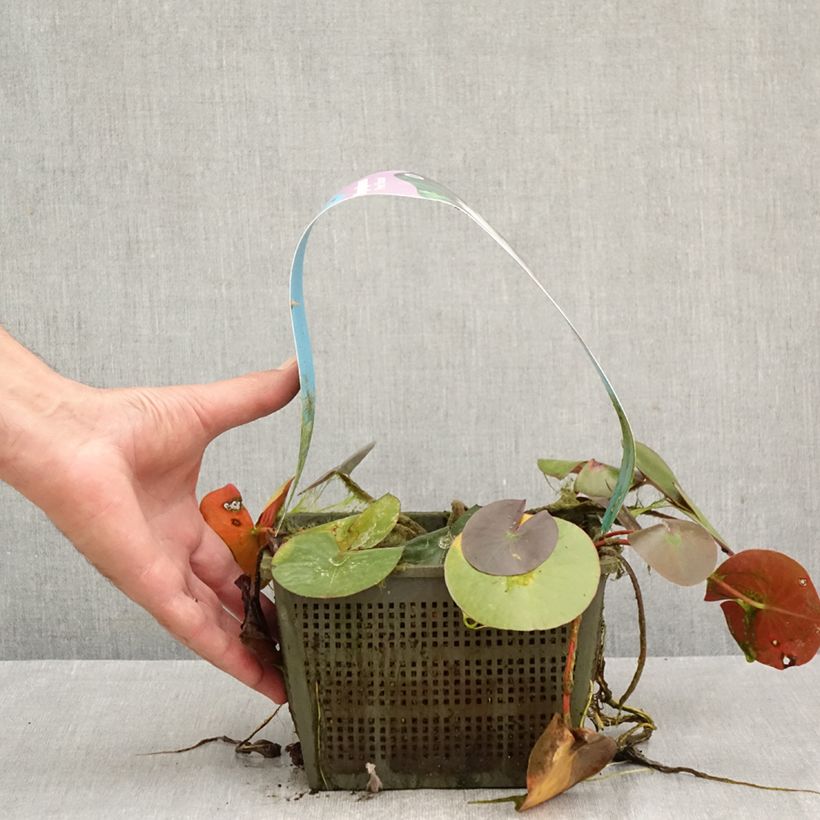 Ejemplar de Nenúfar Peter Slocum - Nymphaea Maceta 3L/4L entregado en otoño