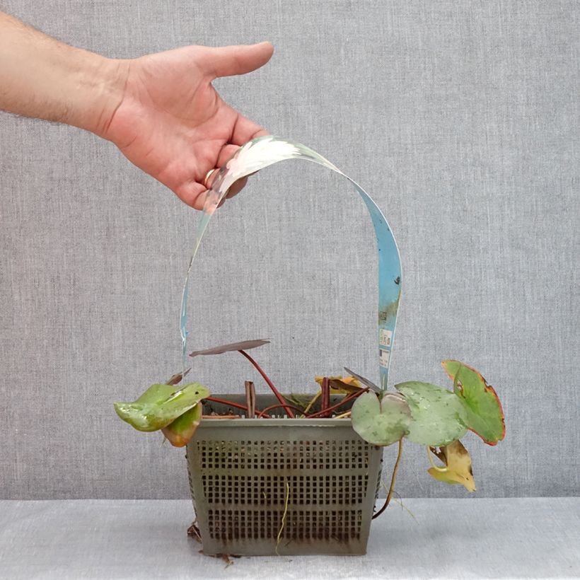 Ejemplar de Nenúfar Peter Slocum - Nymphaea Maceta 3L/4L entregado en verano