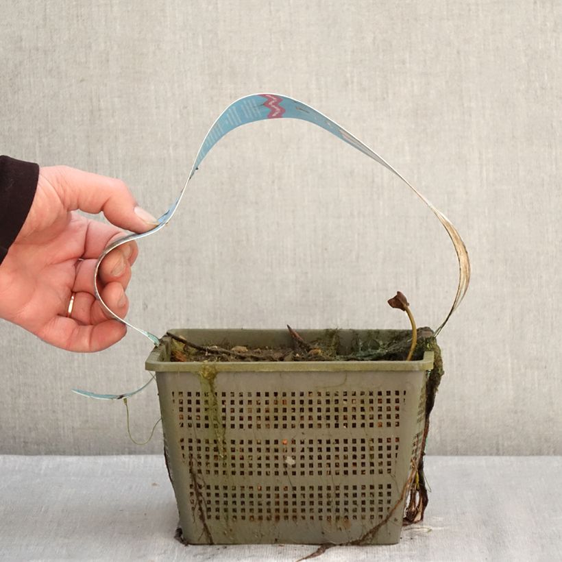 Nenúfar Peter Slocum - Nymphaea Maceta 3L/4L Ejemplar entregado en invierno