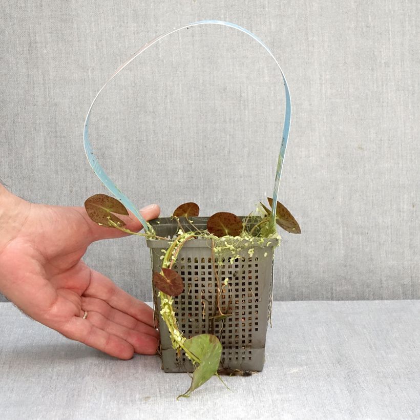 Ejemplar de Nenúfar Phoebus - Nymphaea Maceta 1L/1,5L entregado en otoño