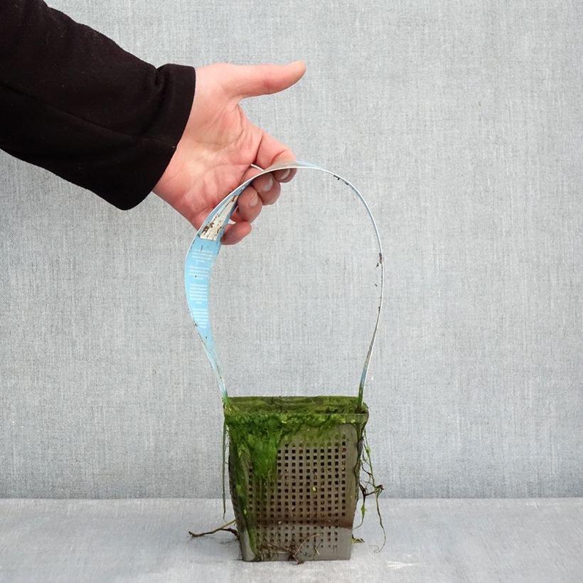 Nenúfar Phoebus - Nymphaea Maceta 1L/1,5L Ejemplar entregado en invierno