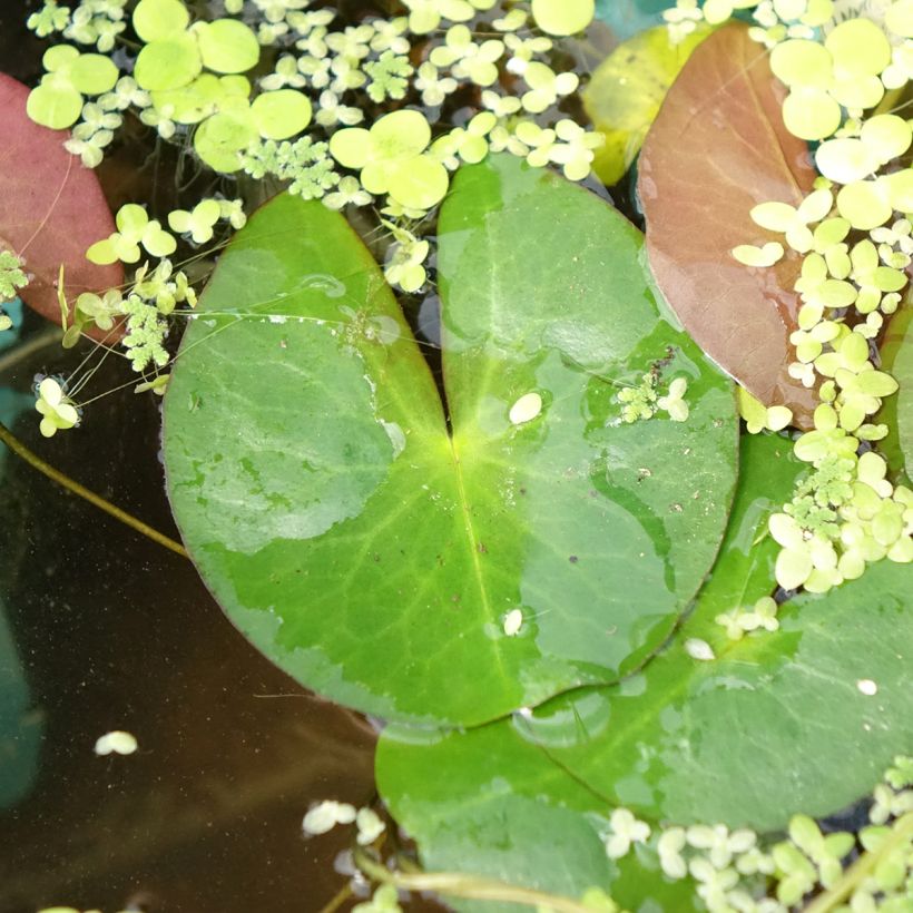 Nenúfar Pygmaea Alba - Nymphaea (Follaje)