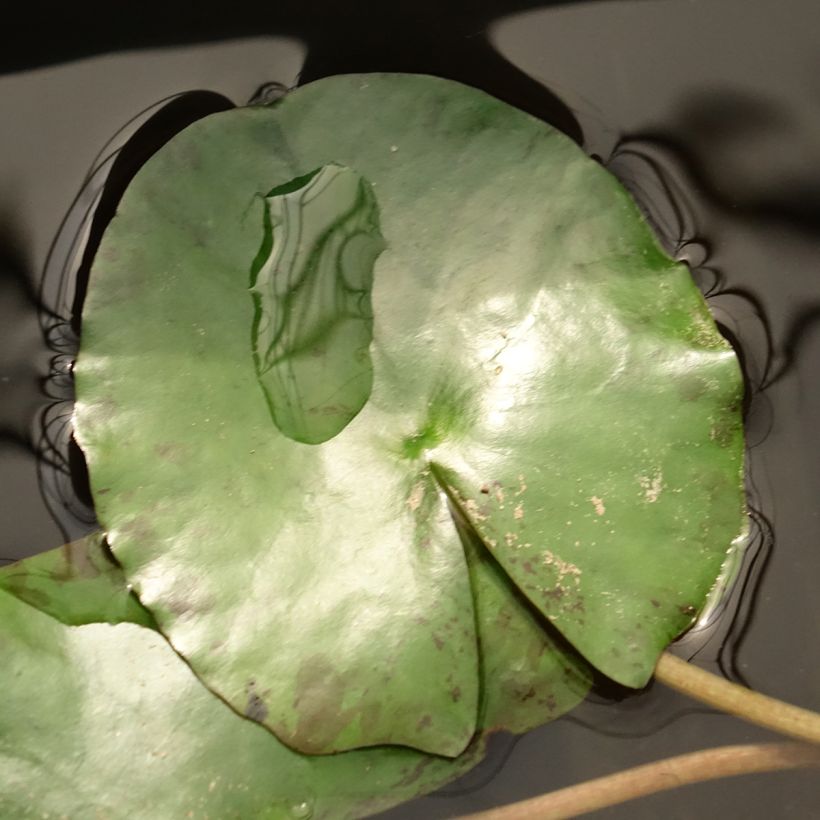 Nenúfar Pygmea Helvola - Nymphaea (Follaje)