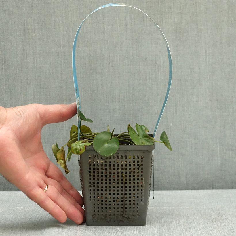 Ejemplar de Nymphaea Pygmaea Helvola - Nénuphar nain rustique Pot de 1L/1,5L entregado en verano