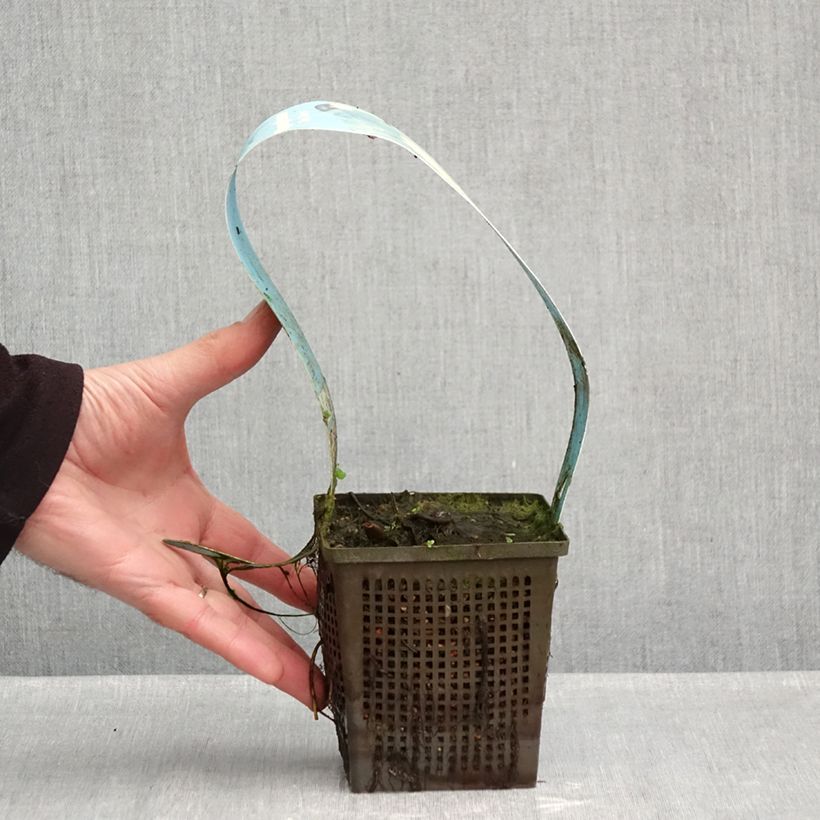 Ejemplar de Nenúfar Ray Davies - Nymphaea Maceta 1L/1,5L entregado en otoño