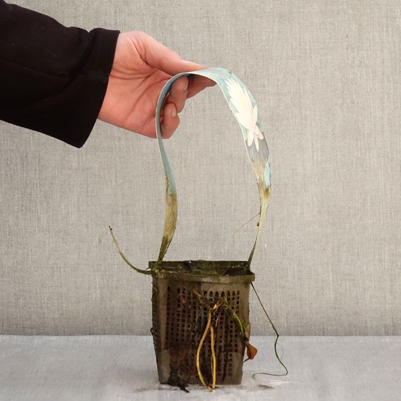 Nenúfar Ray Davies - Nymphaea Maceta 1L/1,5L Ejemplar entregado en invierno