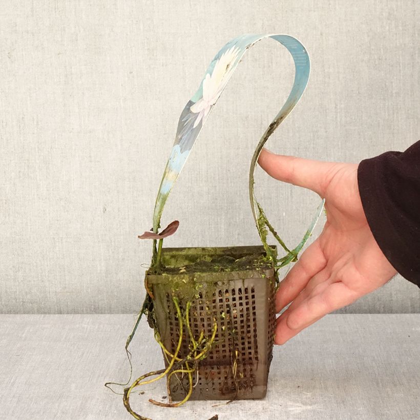 Nenúfar Ray Davies - Nymphaea Maceta 1L/1,5L Ejemplar entregado en la primavera