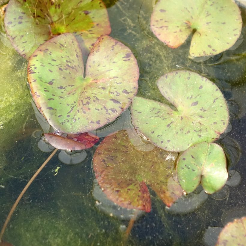 Nenúfar Red Spider - Nymphaea (Follaje)