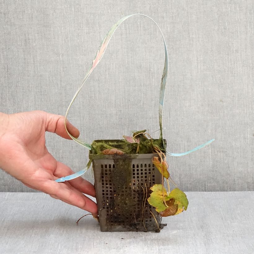 Ejemplar de Nenúfar Red Spider - Nymphaea Maceta 1L/1,5L entregado en otoño