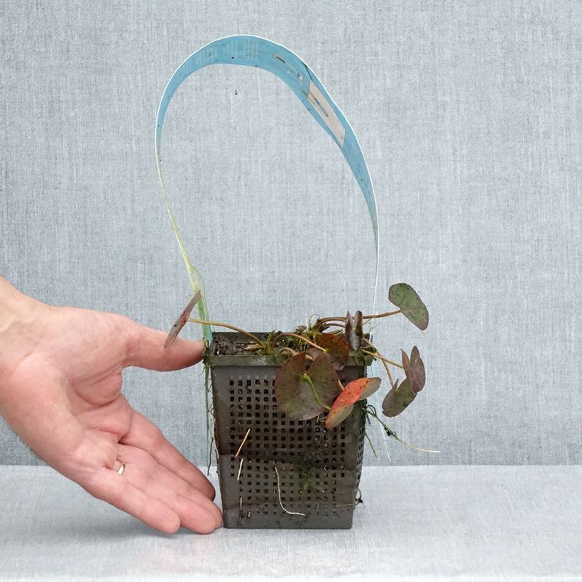 Ejemplar de Nenúfar Red Spider - Nymphaea Maceta 1L/1,5L entregado en verano