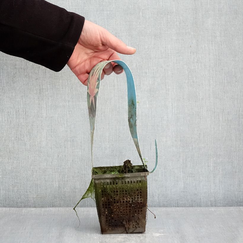 Nenúfar Red Spider - Nymphaea Maceta 1L/1,5L Ejemplar entregado en invierno