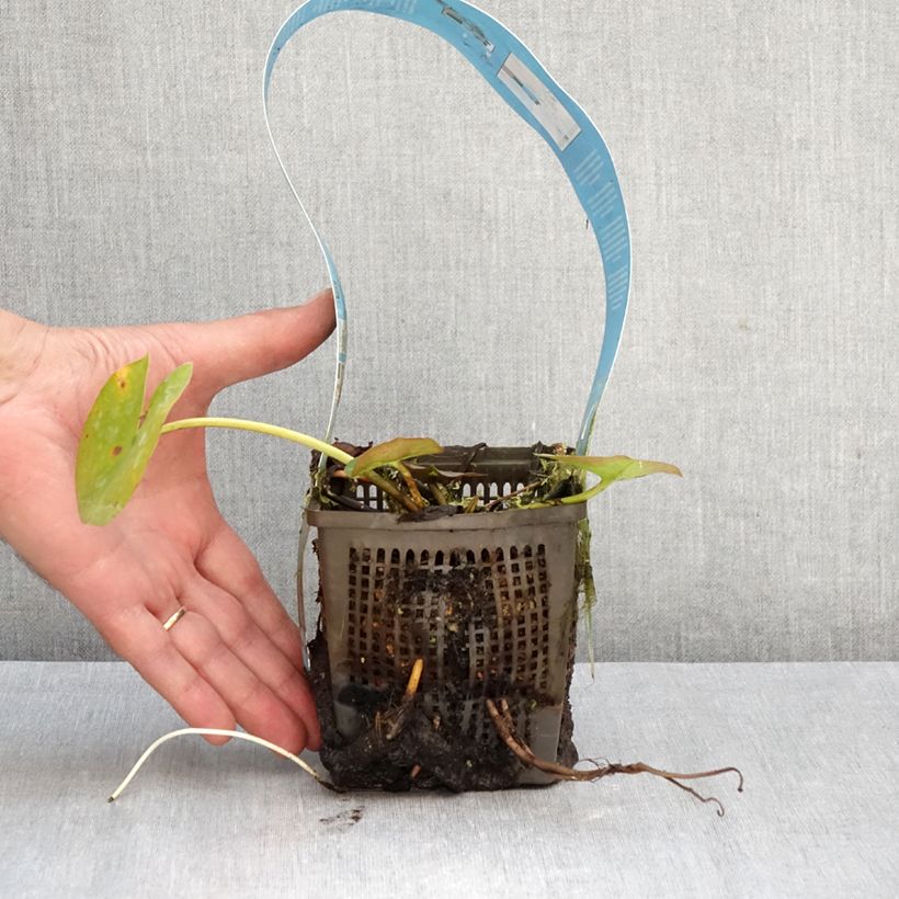 Ejemplar de Nenúfar Rose Arey - Nymphaea Maceta 1L/1,5L entregado en otoño