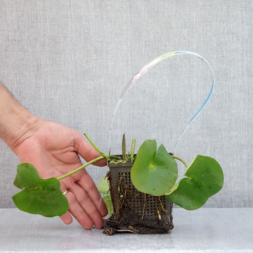 Ejemplar de Nenúfar Rose Arey - Nymphaea Maceta 1L/1,5L entregado en verano