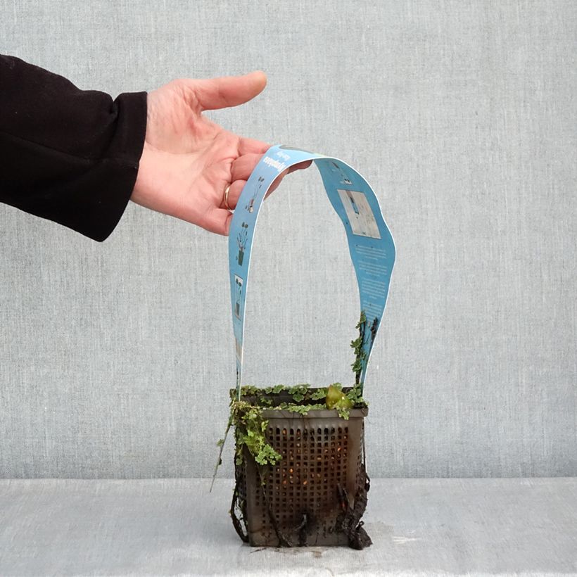 Nenúfar Rose Arey - Nymphaea Maceta 1L/1,5L Ejemplar entregado en invierno