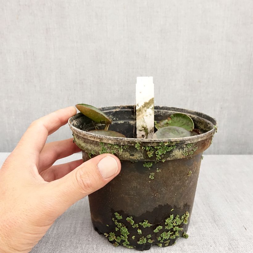 Ejemplar de Nenúfar Sioux - Nymphaea Maceta 1L/1,5L entregado en otoño