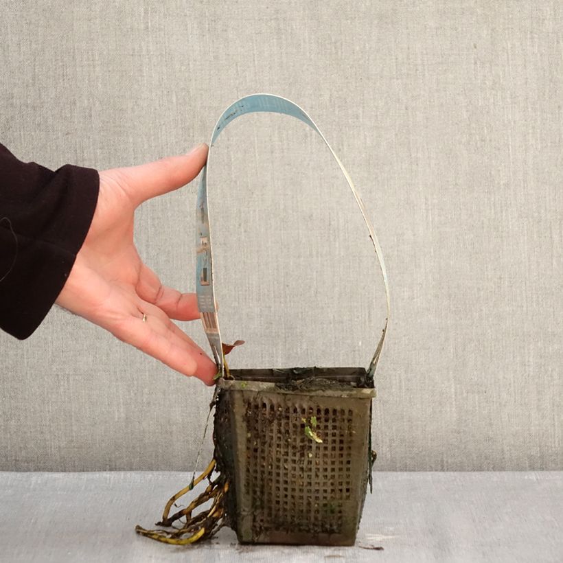 Nenúfar Venusta - Nymphaea Maceta 1L/1,5L Ejemplar entregado en invierno