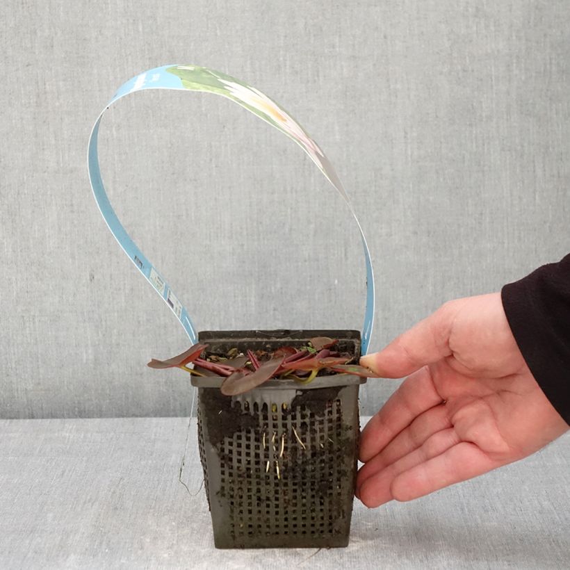 Nenúfar Venusta - Nymphaea Maceta 1L/1,5L Ejemplar entregado en la primavera