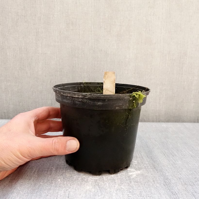 Nenúfar Walter Pagels - Nymphaea Maceta 1,5L/2L Ejemplar entregado en invierno