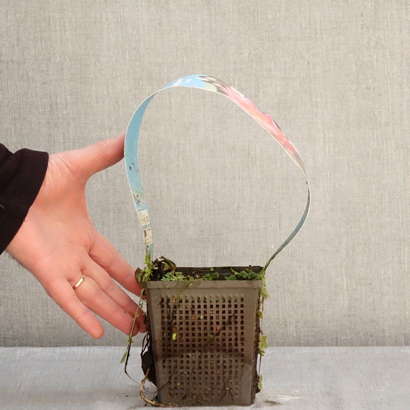 Nenúfar Wanvisa - Nymphaea Maceta 1L/1,5L Ejemplar entregado en invierno