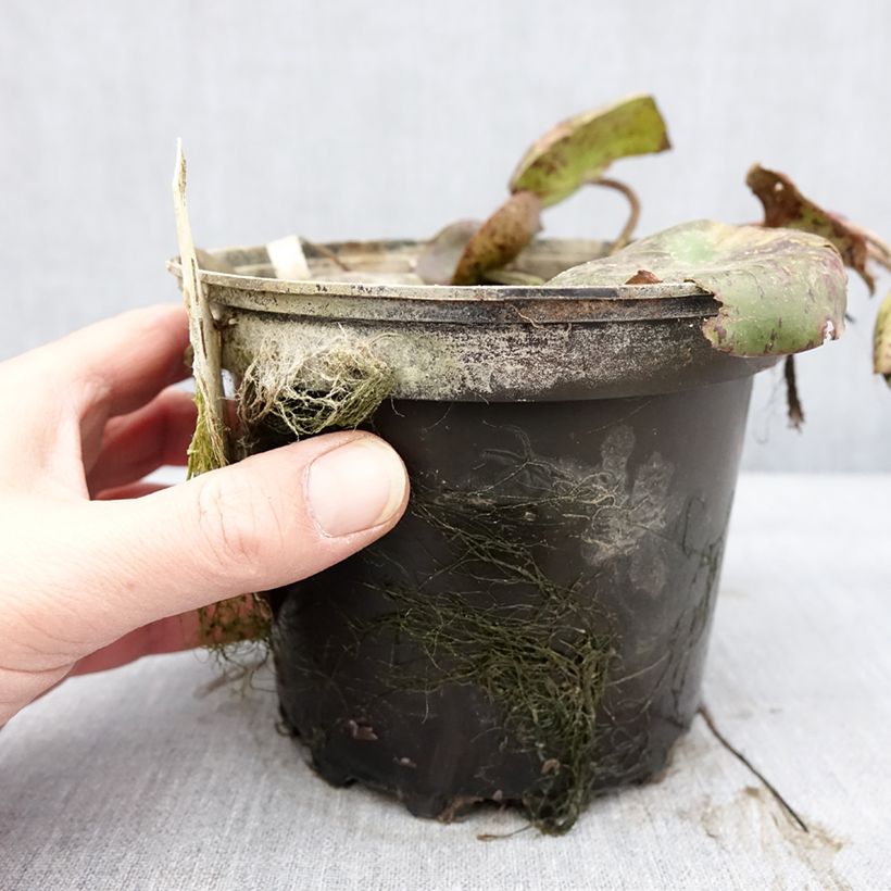 Nenúfar White 1000 Petals - Nymphaea Maceta 1,5L/2L Ejemplar entregado en invierno