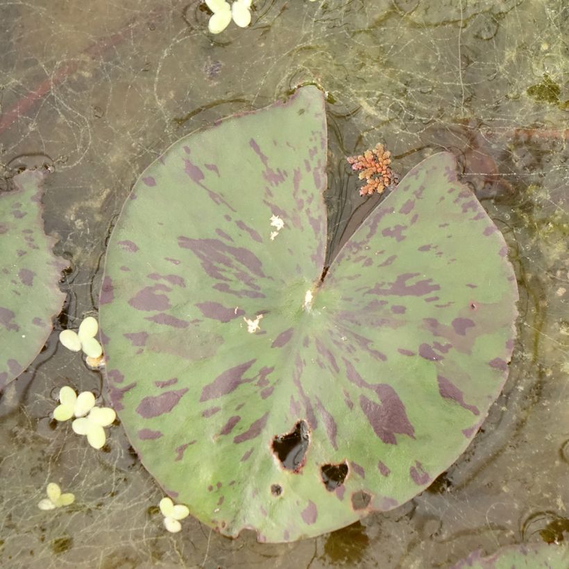 Nenúfar Yellow Enigma - Nymphaea (Follaje)