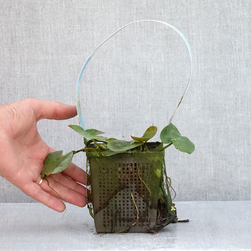 Ejemplar de Nenúfar Yellow Sensation - Nymphaea Maceta 1L/1,5L entregado en verano