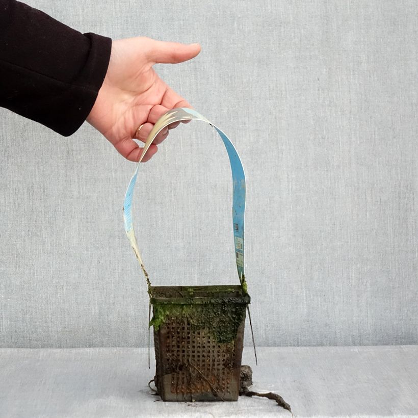 Nenúfar Yellow Sensation - Nymphaea Maceta 1L/1,5L Ejemplar entregado en invierno