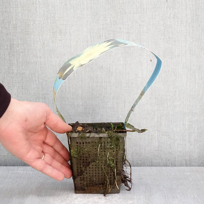 Nenúfar Yellow Sensation - Nymphaea Maceta 1L/1,5L Ejemplar entregado en la primavera