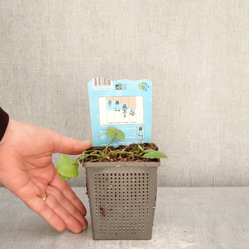 Nymphoides peltata - Falso nenúfar amarillo Maceta 1L/1,5L Ejemplar entregado en la primavera